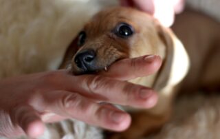Dog Bite Attorney Dallas