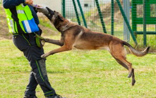 Dog Attack Lawyers Near Me